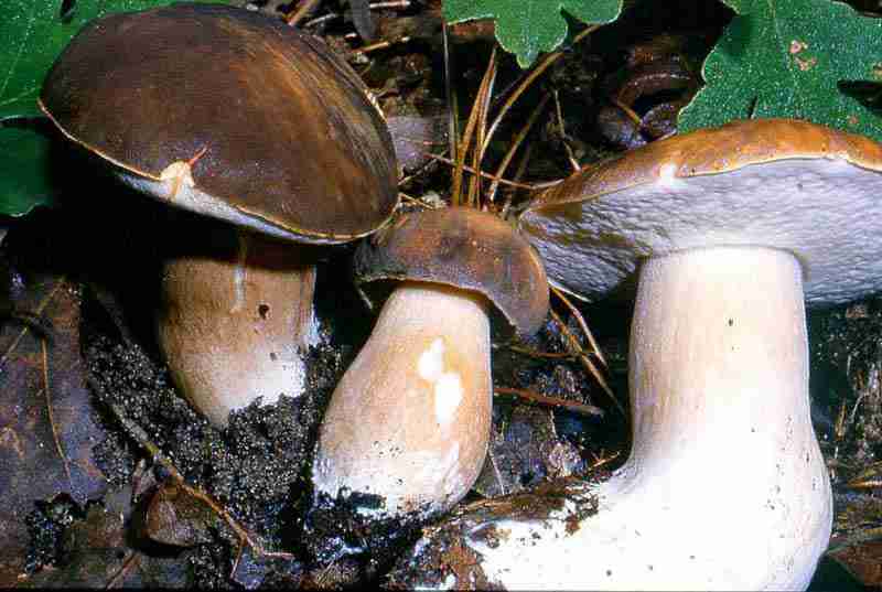  Image name: 44 Porcino.jpg 
 width: 800 pixel 
 height: 537 pixel 
 Size: 34241 bytes 
 Click to enlarge 